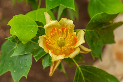 Picture of ITALY-APULIA YELLOW FLOWER SHOWING PETALS-STAMEN-AND PISTIL