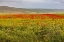 Picture of ITALY-APULIA-METROPOLITAN CITY OF BARI-GRAVINA IN PUGLIA LARGE FIELD OF BARLEY AND POPPIES