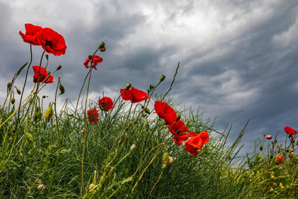 Picture of ITALY-APULIA-PROVINCE OF TARANTO-LATERZA POPPIES AGAINST A STORMY SKY