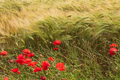 Picture of ITALY-APULIA-PROVINCE OF TARANTO-LATERZA FIELD OF BARLEY WITH POPPIES
