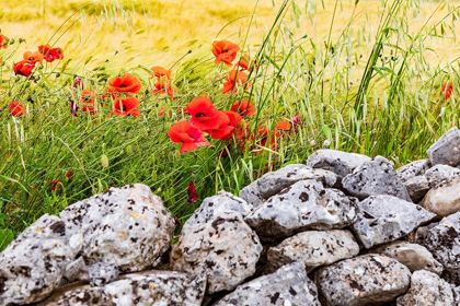 Picture of ITALY-APULIA-PROVINCE OF TARANTO-LATERZA FIELD OF BARLEY WITH POPPIES AND AN OLD STONE WALL