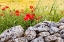 Picture of ITALY-APULIA-PROVINCE OF TARANTO-LATERZA FIELD OF BARLEY WITH POPPIES AND AN OLD STONE WALL