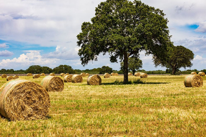 Picture of ITALY-APULIA-METROPOLITAN CITY OF BARI-GIOIA DEL COLLE BALES OF HAY IN A FIELD