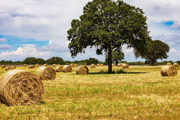 Picture of ITALY-APULIA-METROPOLITAN CITY OF BARI-GIOIA DEL COLLE BALES OF HAY IN A FIELD