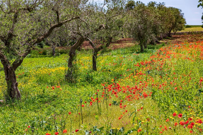 Picture of ITALY-APULIA-METROPOLITAN CITY OF BARI-GIOIA DEL COLLE POPPIES GROWING AMID ROWS OF OLIVE TREES