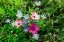 Picture of ITALY-APULIA-METROPOLITAN CITY OF BARI-GIOIA DEL COLLE COLORFUL WILDFLOWERS
