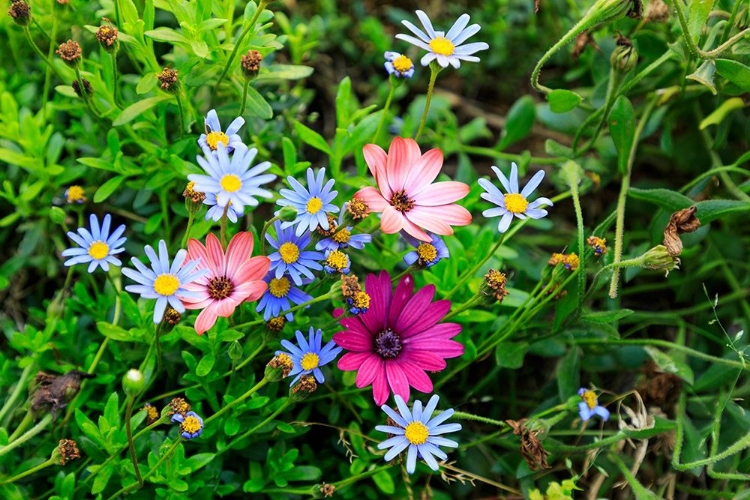 Picture of ITALY-APULIA-METROPOLITAN CITY OF BARI-GIOIA DEL COLLE COLORFUL WILDFLOWERS