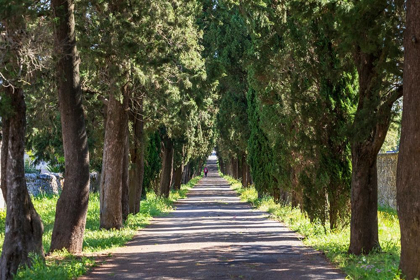 Picture of ITALY-APULIA-METROPOLITAN CITY OF BARI-LOCOROTONDO TREE-LINED WALKWAY