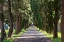 Picture of ITALY-APULIA-METROPOLITAN CITY OF BARI-LOCOROTONDO TREE-LINED WALKWAY