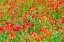 Picture of ITALY-APULIA-METROPOLITAN CITY OF BARI-LOCOROTONDO FIELD OF POPPIES
