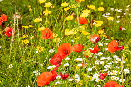 Picture of ITALY-APULIA-PROVINCE OF BARI COUNTRYSIDE WITH POPPIES AND OTHER WILDFLOWERS