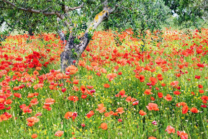Picture of ITALY-APULIA-PROVINCE OF BARI COUNTRYSIDE WITH POPPIES AND OLIVE TREES