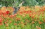 Picture of ITALY-APULIA-PROVINCE OF BARI COUNTRYSIDE WITH POPPIES AND OLIVE TREES