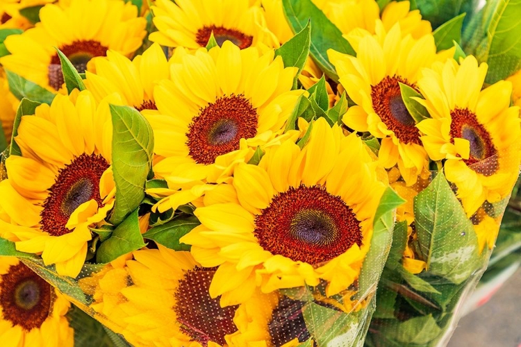 Picture of ITALY-APULIA-METROPOLITAN CITY OF BARI-LOCOROTONDO SUNFLOWERS FOR SALE IN AN OUTDOOR MARKET