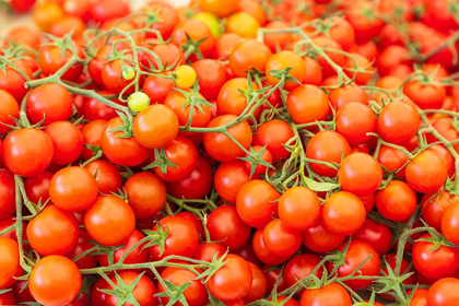 Picture of ITALY-APULIA-METROPOLITAN CITY OF BARI-LOCOROTONDO TOMATOES FOR SALE IN AN OUTDOOR MARKET