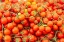 Picture of ITALY-APULIA-METROPOLITAN CITY OF BARI-LOCOROTONDO TOMATOES FOR SALE IN AN OUTDOOR MARKET