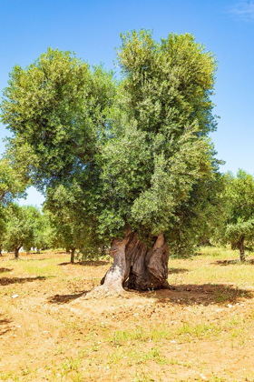 Picture of ITALY-APULIA-PROVINCE OF BRINDISI-OSTUNI HUGE ANCIENT OLIVE TREE