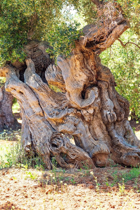 Picture of ITALY-APULIA-PROVINCE OF BRINDISI-OSTUNI HUGE ANCIENT OLIVE TREE