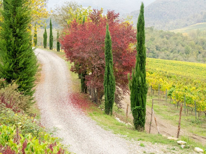 Picture of ITALY-CHIANTI GRAVEL ROAD WINDING THROUGH A VINEYARD IN AUTUMN IN THE CHIANTI REGION OF TUSCANY
