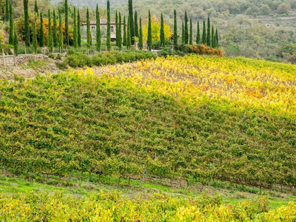 Picture of ITALY-CHIANTI VINEYARD IN AUTUMN IN THE CHIANTI REGION OF TUSCANY