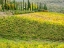 Picture of ITALY-CHIANTI VINEYARD IN AUTUMN IN THE CHIANTI REGION OF TUSCANY