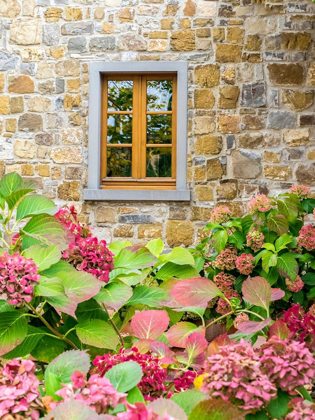 Picture of ITALY-CHIANTI HYDRANGEA BUSH AGAINST A STONE BUILDING IN A VINEYARD
