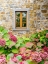 Picture of ITALY-CHIANTI HYDRANGEA BUSH AGAINST A STONE BUILDING IN A VINEYARD