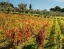 Picture of ITALY-CHIANTI VINEYARD IN AUTUMN IN THE CHIANTI REGION OF TUSCANY