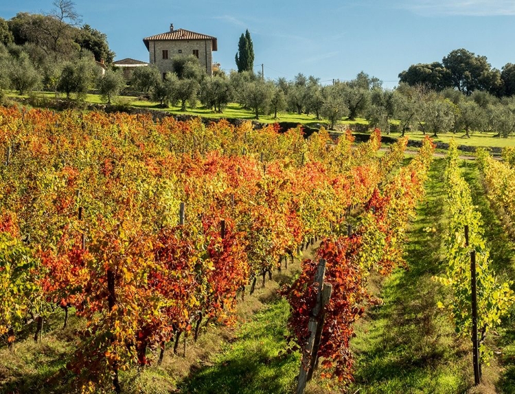 Picture of ITALY-CHIANTI VINEYARD IN AUTUMN IN THE CHIANTI REGION OF TUSCANY