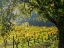 Picture of ITALY-CHIANTI VINEYARD IN AUTUMN IN THE CHIANTI REGION OF TUSCANY