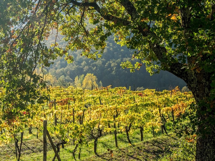 Picture of ITALY-CHIANTI VINEYARD IN AUTUMN IN THE CHIANTI REGION OF TUSCANY