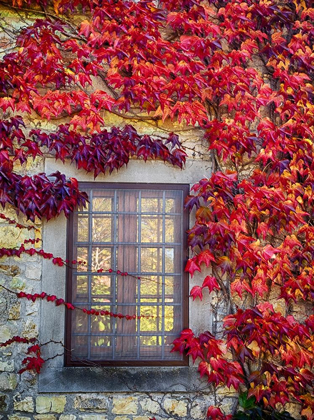 Picture of ITALY-CHIANTI COLORFUL IVY SURROUNDING THE WINDOW OF A STONE TUSCAN HOME IN THE AUTUMN