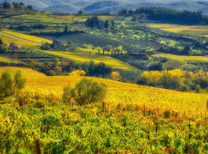 Picture of ITALY-CHIANTI VINEYARD IN AUTUMN IN THE CHIANTI REGION OF TUSCANY