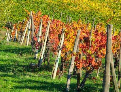 Picture of ITALY-CHIANTI VINEYARD IN AUTUMN IN THE CHIANTI REGION OF TUSCANY