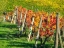 Picture of ITALY-CHIANTI VINEYARD IN AUTUMN IN THE CHIANTI REGION OF TUSCANY
