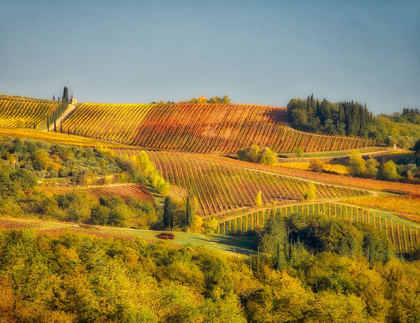 Picture of ITALY-CHIANTI VINEYARD IN AUTUMN IN THE CHIANTI REGION OF TUSCANY