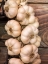 Picture of ITALY-CHIANTI GARLIC HANGING IN A MEAT SHOP IN THE TOWN OF RADDA IN CHIANTI