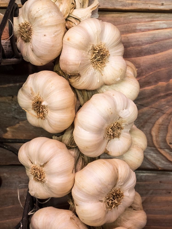 Picture of ITALY-CHIANTI GARLIC HANGING IN A MEAT SHOP IN THE TOWN OF RADDA IN CHIANTI