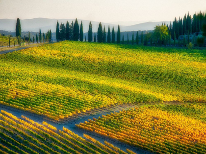 Picture of ITALY-CHIANTI VINEYARD IN AUTUMN IN THE CHIANTI REGION OF TUSCANY