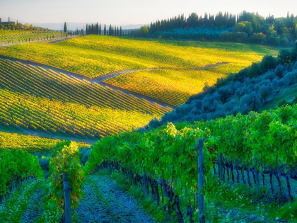 Picture of ITALY-CHIANTI VINEYARD IN AUTUMN IN THE CHIANTI REGION OF TUSCANY