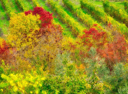 Picture of ITALY-CHIANTI FALL COLORED TREES IN A VINEYARD