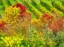 Picture of ITALY-CHIANTI FALL COLORED TREES IN A VINEYARD