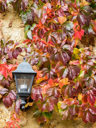 Picture of ITALY-CHIANTI CLIMBING VINE IN FALL COLORS AND EXTERIOR LAMP AGAINST A STONE WALL