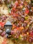 Picture of ITALY-CHIANTI CLIMBING VINE IN FALL COLORS AND EXTERIOR LAMP AGAINST A STONE WALL