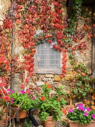 Picture of ITALY-CHIANTI POTTED PINK GERANIUMS AND FALL COLORED CLIMBING VINE ON THE EXTERIOR STONE WALL