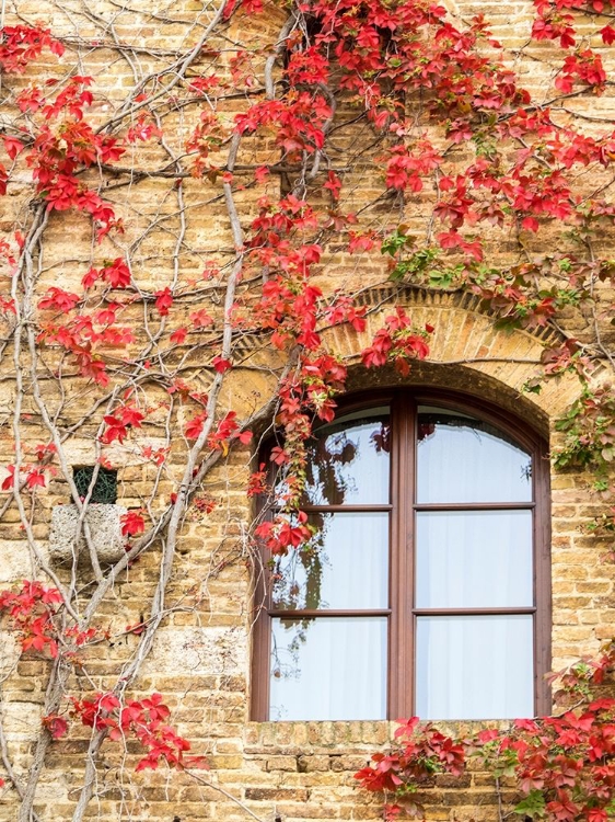 Picture of ITALY-CHIANTI RED CLIMBING IVY VINE ON A STONE WALL