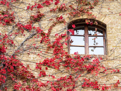Picture of ITALY-CHIANTI RED CLIMBING IVY VINE ON A STONE WALL
