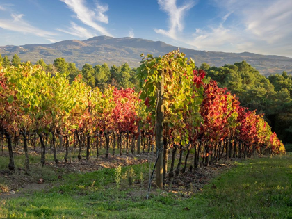 Picture of ITALY-CHIANTI VINEYARD IN AUTUMN IN THE CHIANTI REGION OF TUSCANY