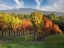 Picture of ITALY-CHIANTI VINEYARD IN AUTUMN IN THE CHIANTI REGION OF TUSCANY