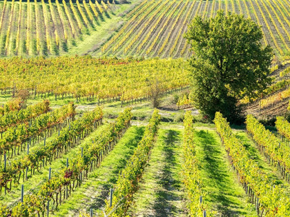 Picture of ITALY-CHIANTI VINEYARD IN AUTUMN IN THE CHIANTI REGION OF TUSCANY